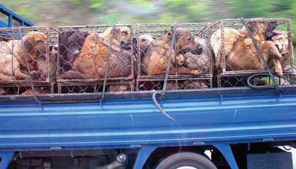 animal-welfare-institute