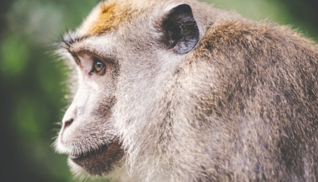 animal-wilderness-zoo-monkey