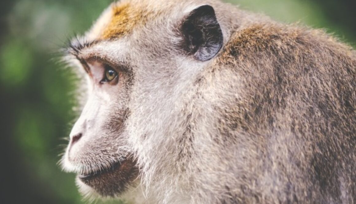animal-wilderness-zoo-monkey
