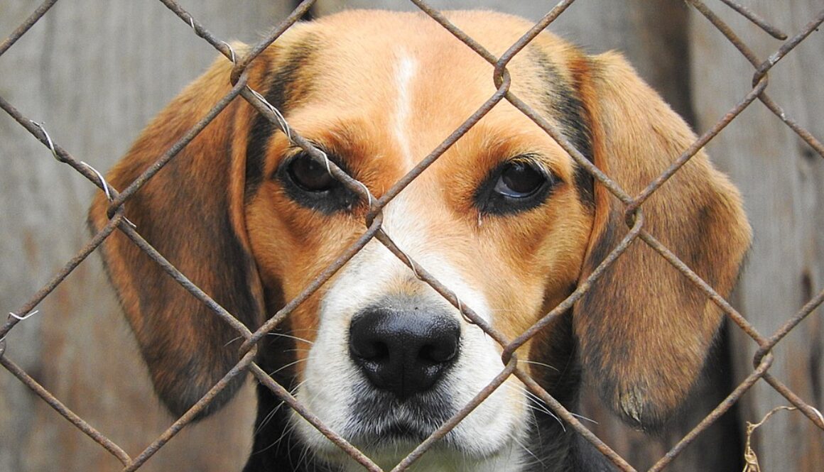 beagle-938013_960_720