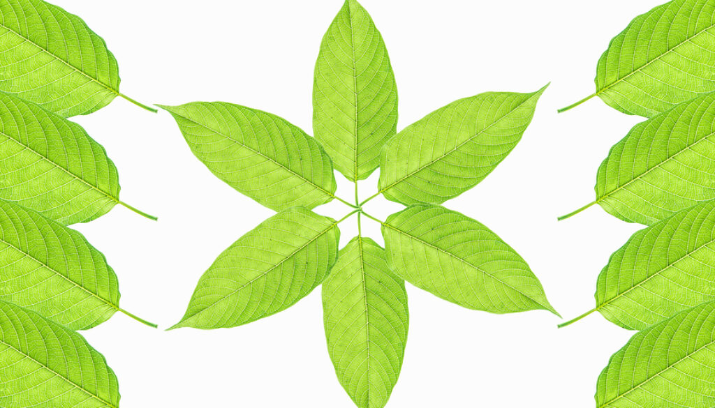 Mitragyna Speciosa