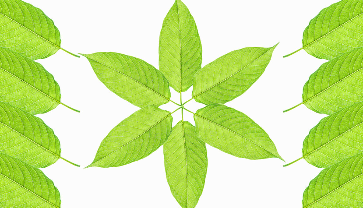 Mitragyna Speciosa