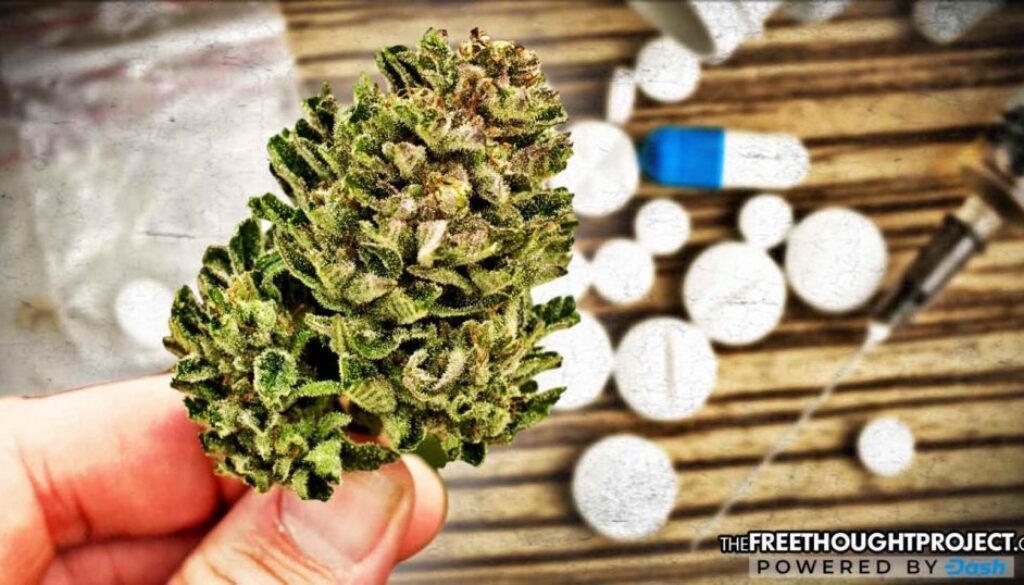 cannabis-opioids-1392x731