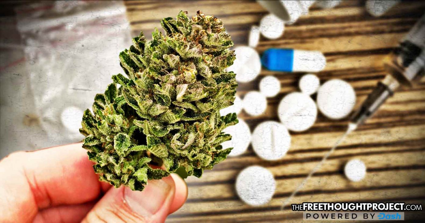 cannabis-opioids-1392x731