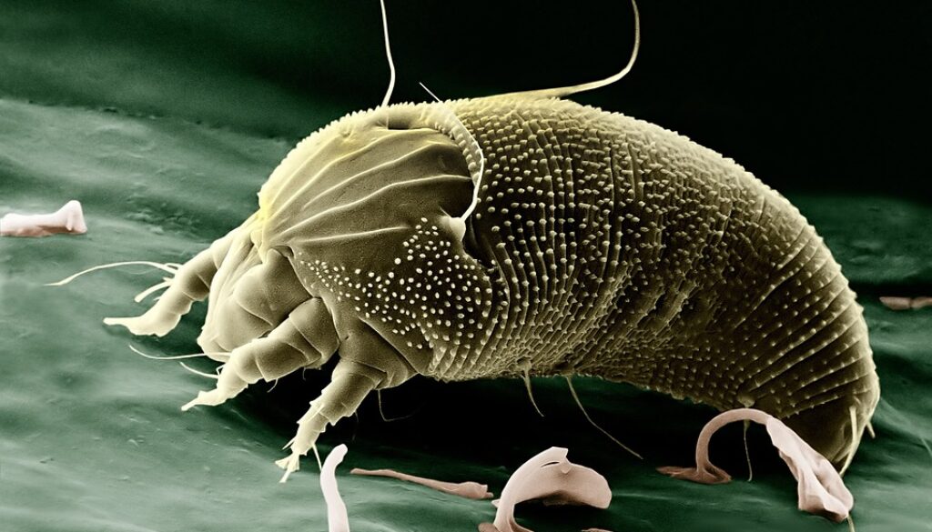 dust mites