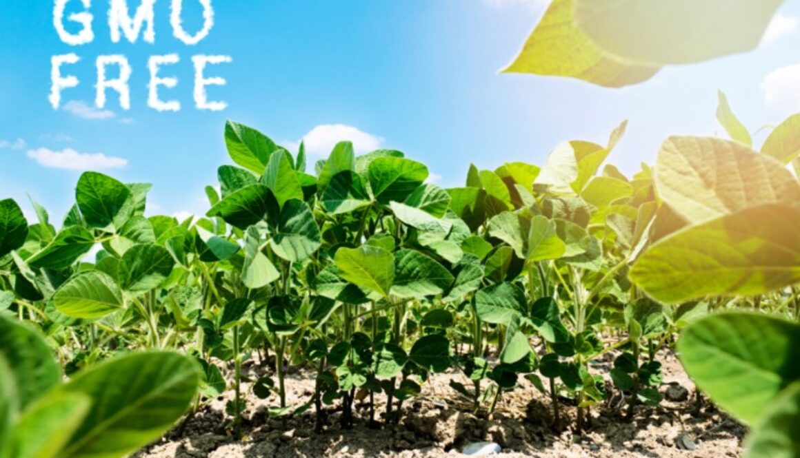 gmo free