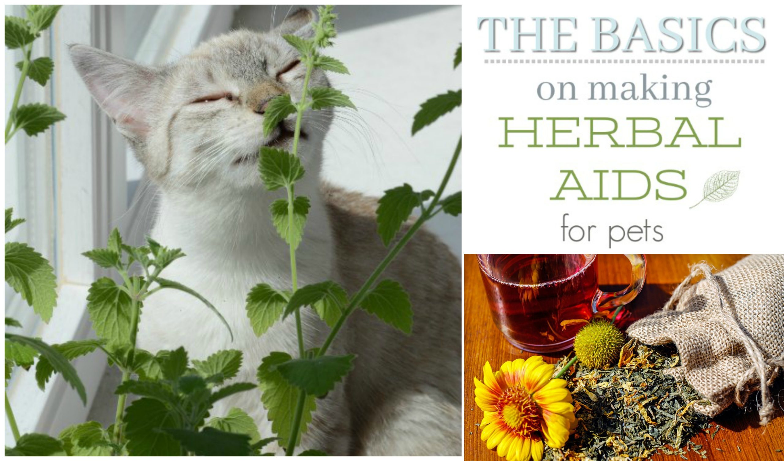 herbal remedies pets herbal remedies pets