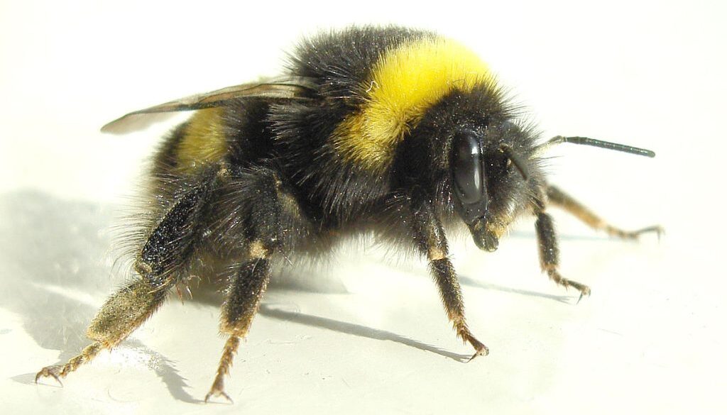 irish bumble bee