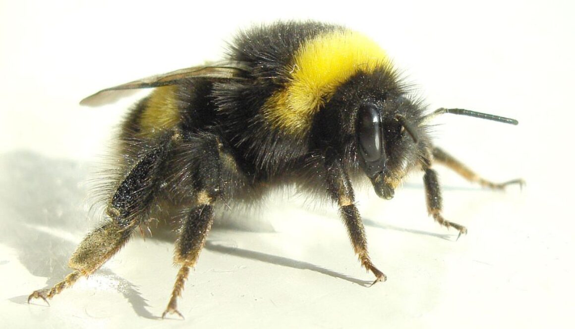 irish bumble bee