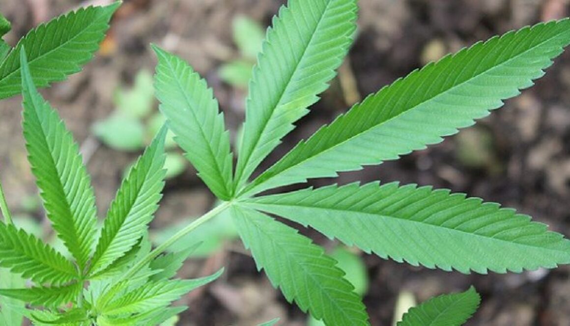 legalize-hemp-840x400