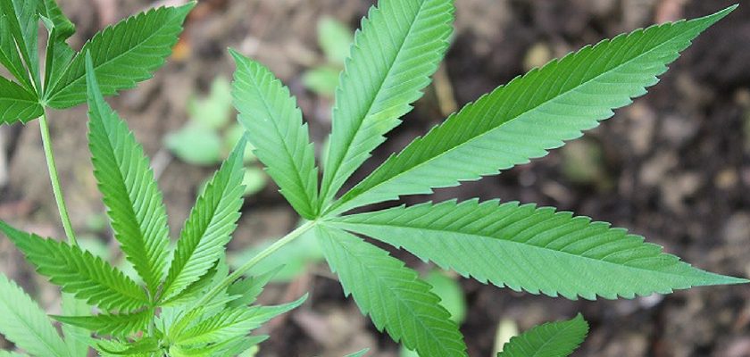 legalize-hemp-840x400 legalize-hemp-840x400