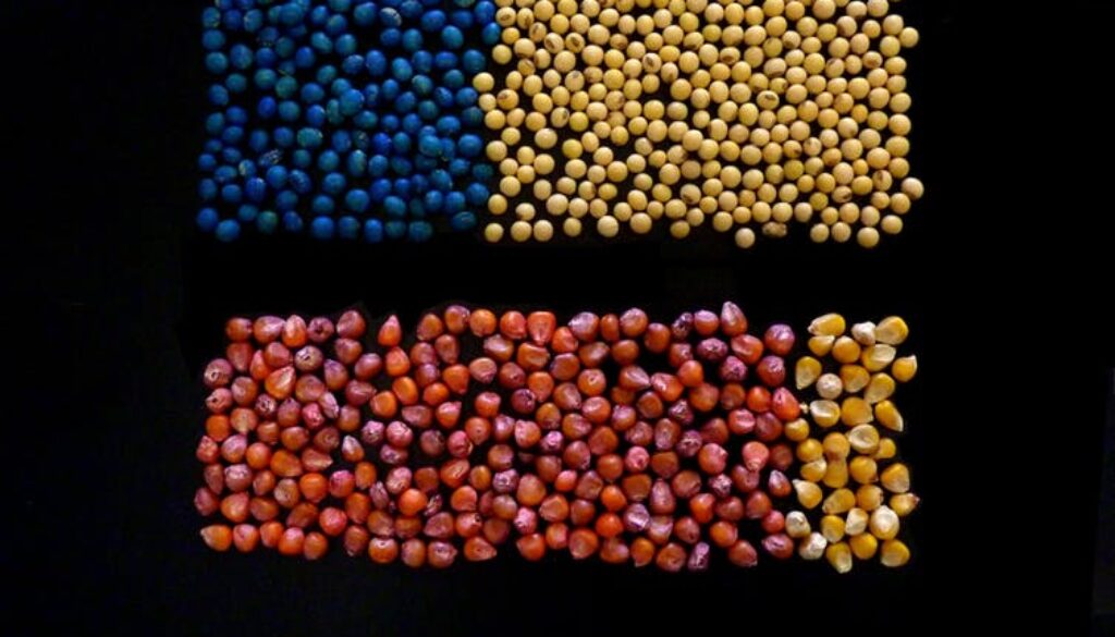 Why it's time to curb widespread use of neonicotinoid pesticides