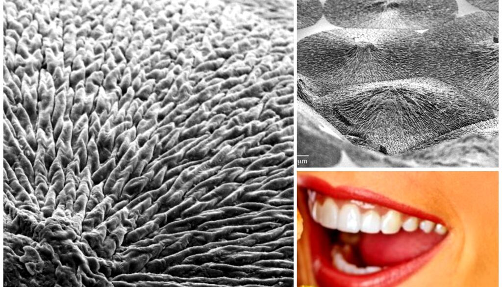 regrow dental enamel
