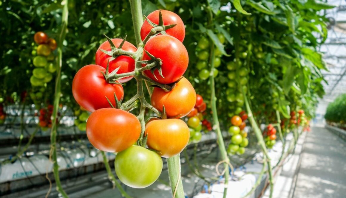 tomato-1310961_1280