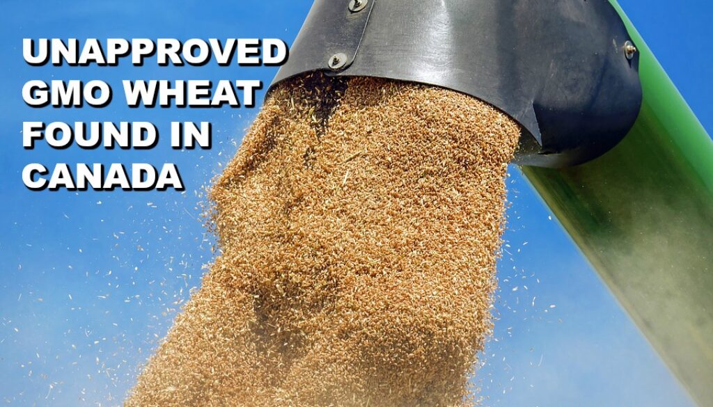 unapproved gmo wheat found in canada