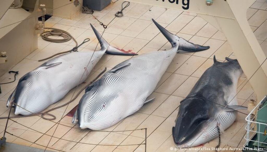 whales hunted