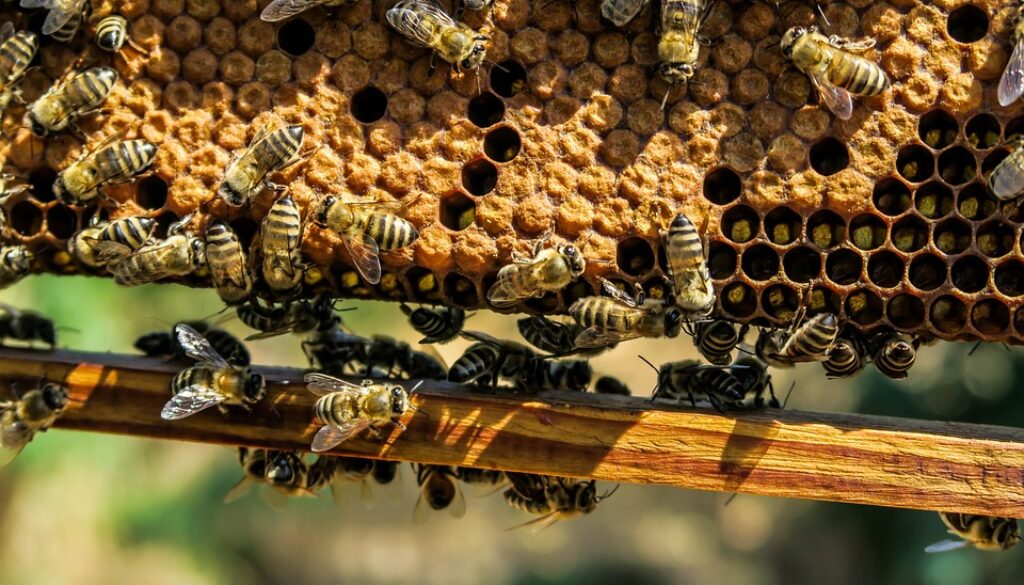 apiary-1867537_960_720