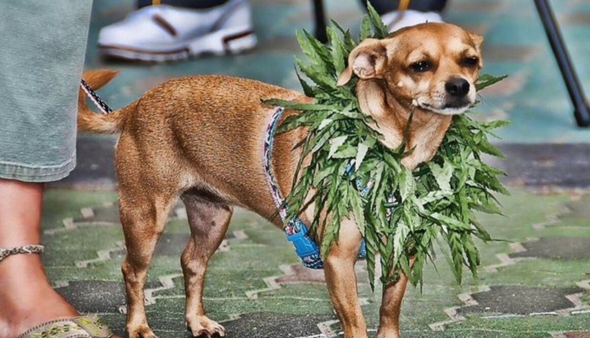 cbd-dogs-840x400