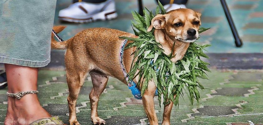 cbd-dogs-840x400 cbd-dogs-840x400