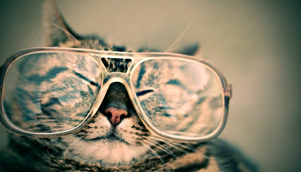 dog years cat years