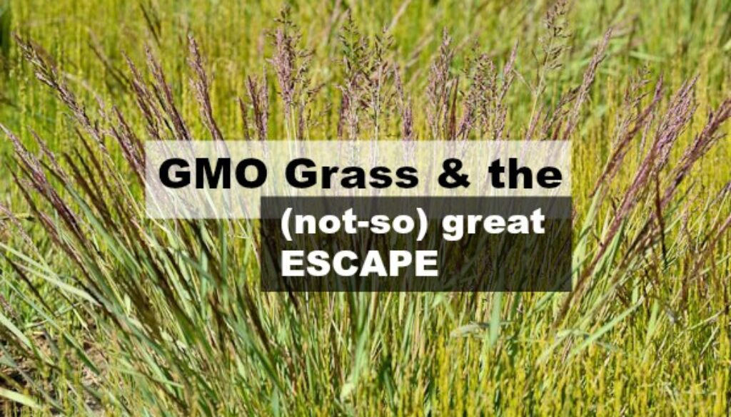 gmo grass