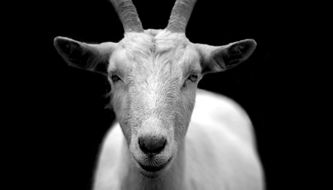 goat-50290_960_720