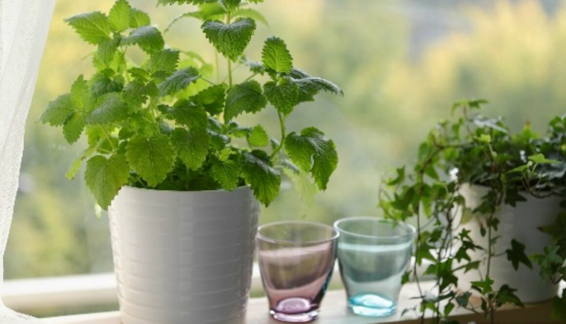 indoor-herbs.jpg