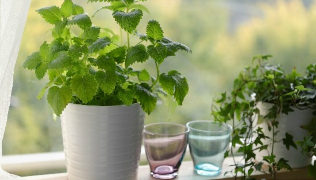 indoor-herbs