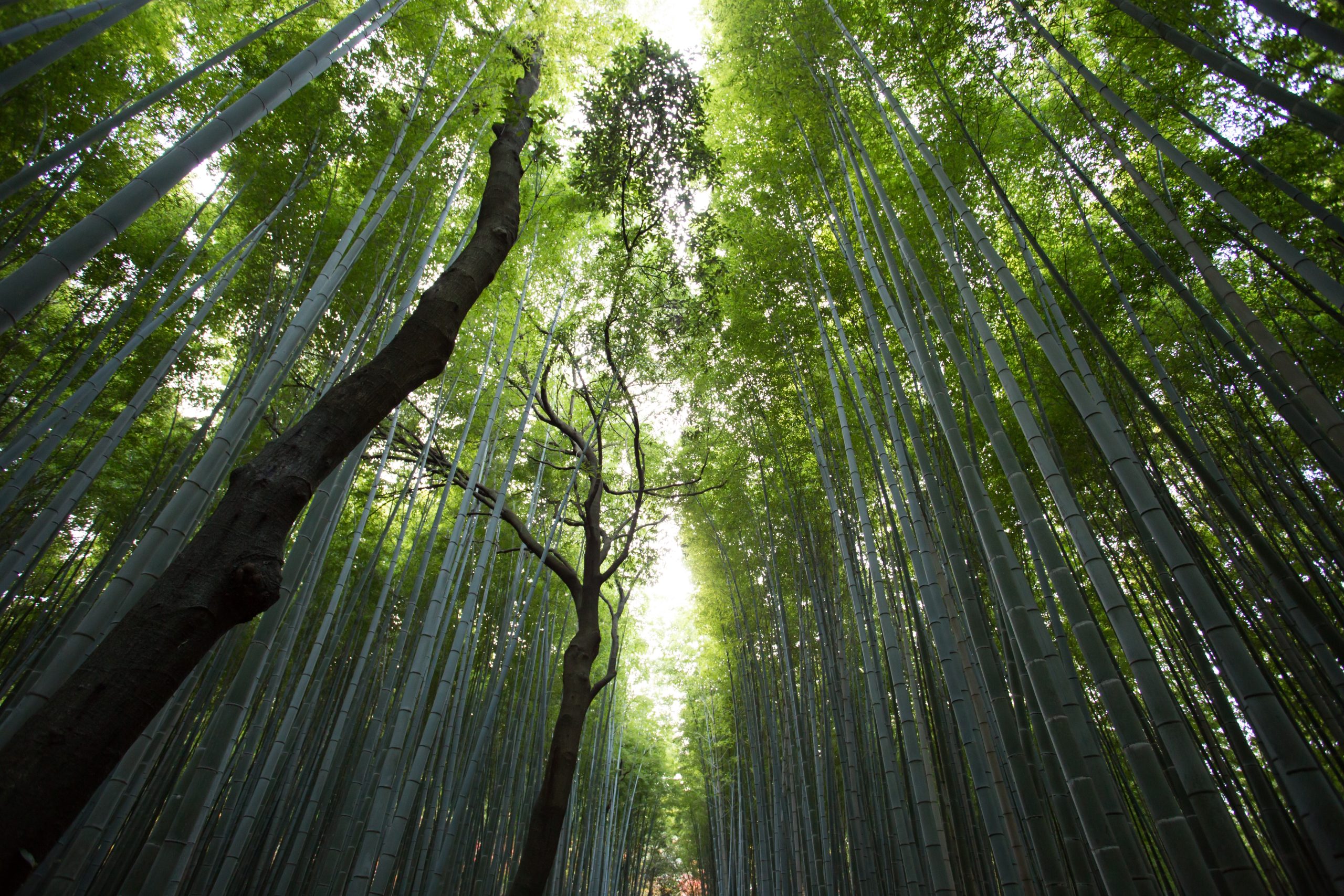 jason-ortego-5386-unsplash jason-ortego-5386-unsplash