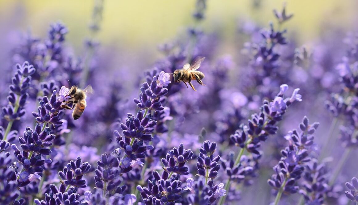 lavender-1537694_960_720