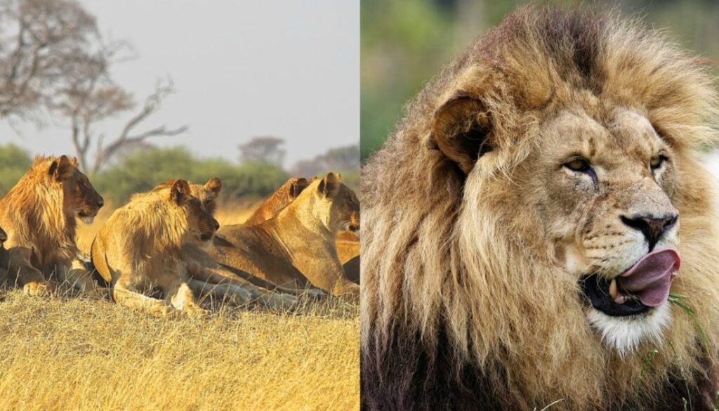 lions ate gang poachers rhinos
