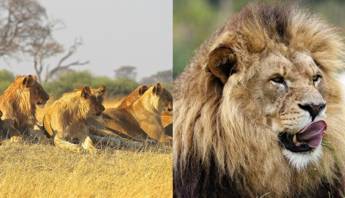lions ate gang poachers rhinos