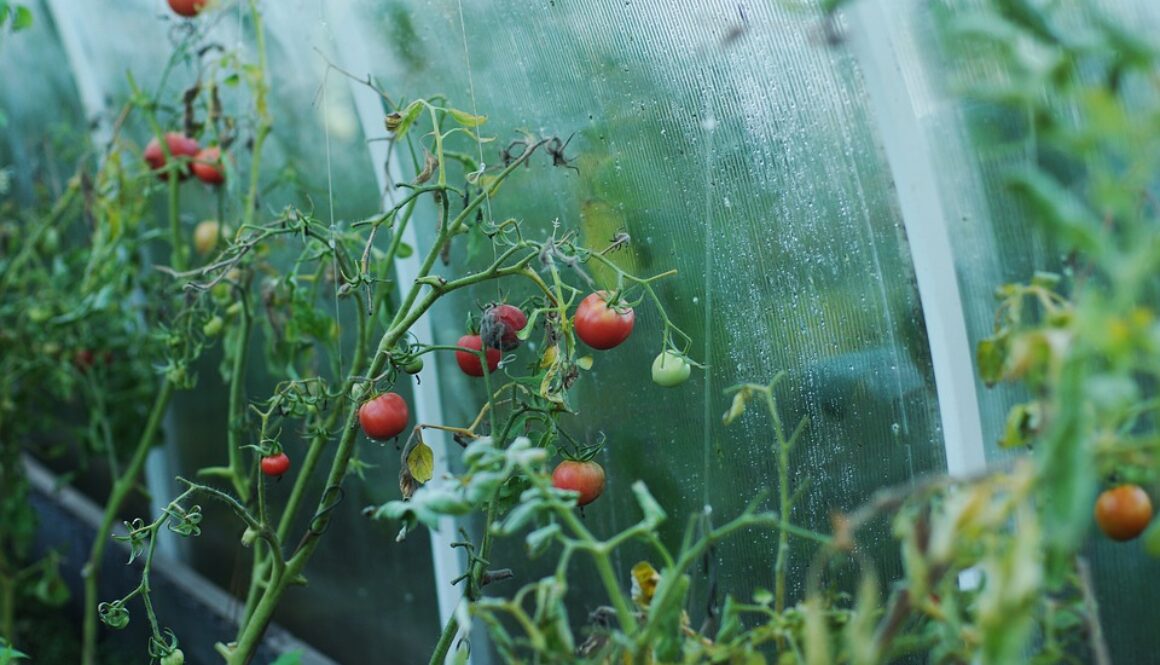 tomato-1180852_960_720