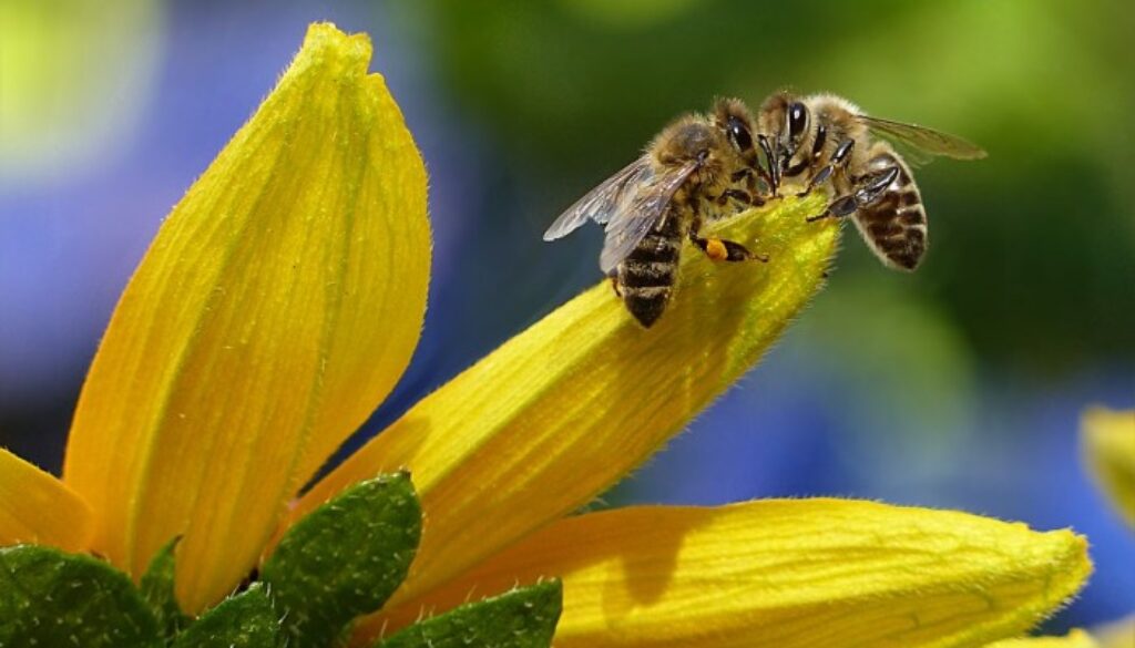 bee-1575236_960_720-700x467
