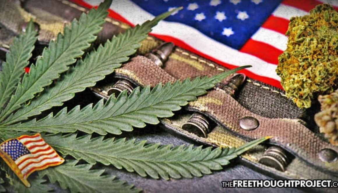 cannabis-vets-1392x731