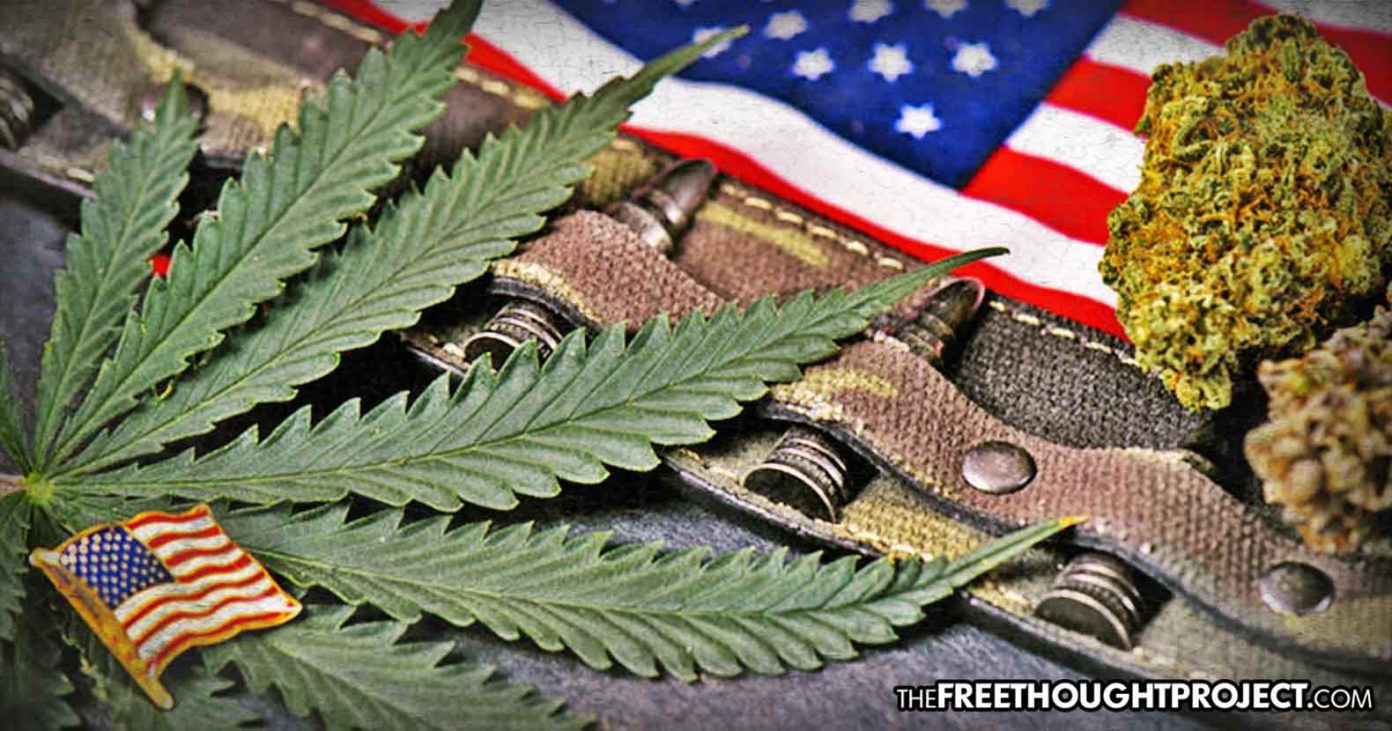cannabis-vets-1392x731