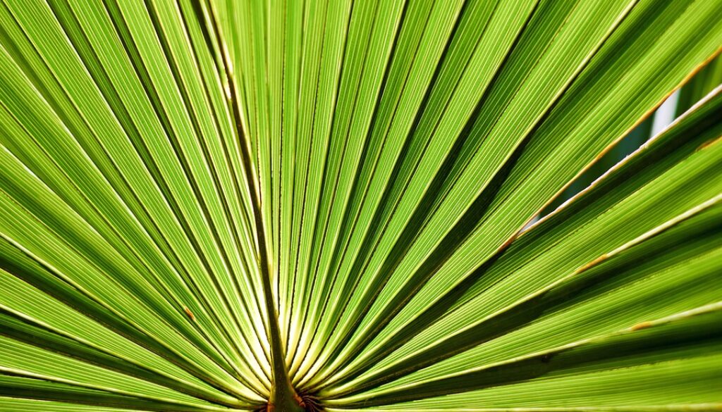 leaf-2321949_960_720