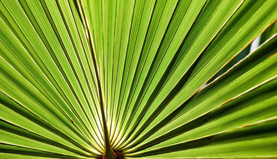 leaf-2321949_960_720