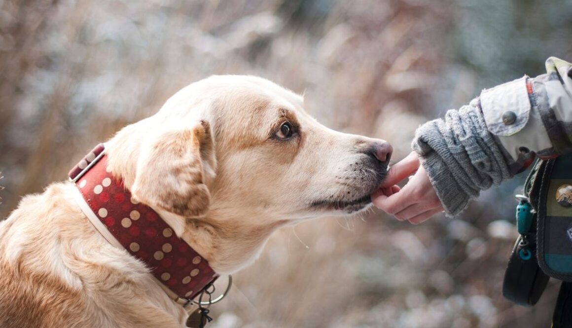 dog pixabay