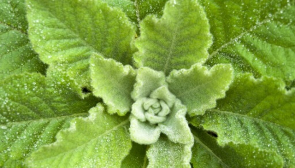 Ready-Nutrition-Mullein