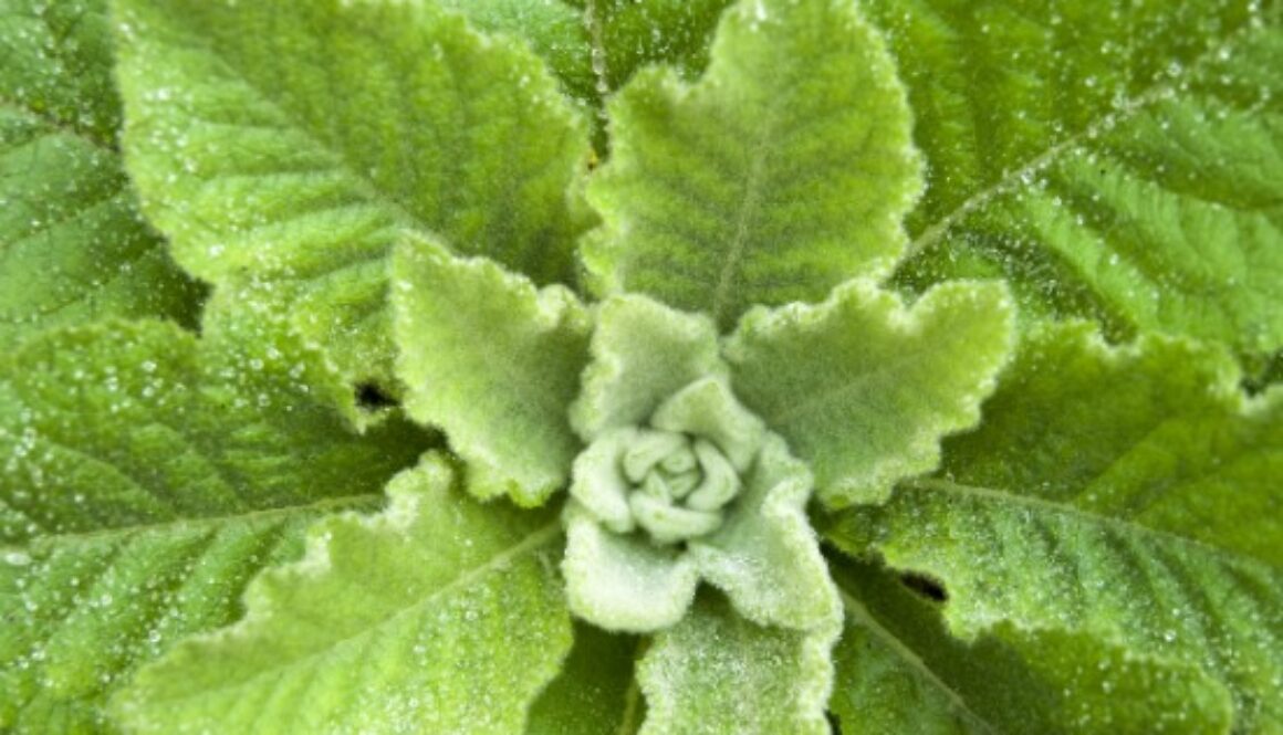 Ready-Nutrition-Mullein