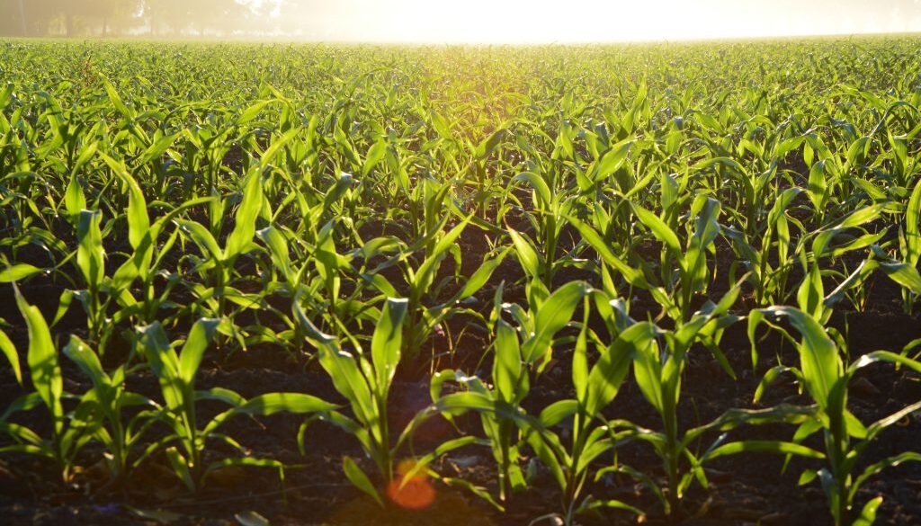 agriculture-corn-cropland-96715