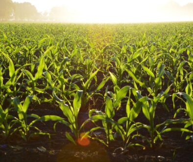 agriculture-corn-cropland-96715