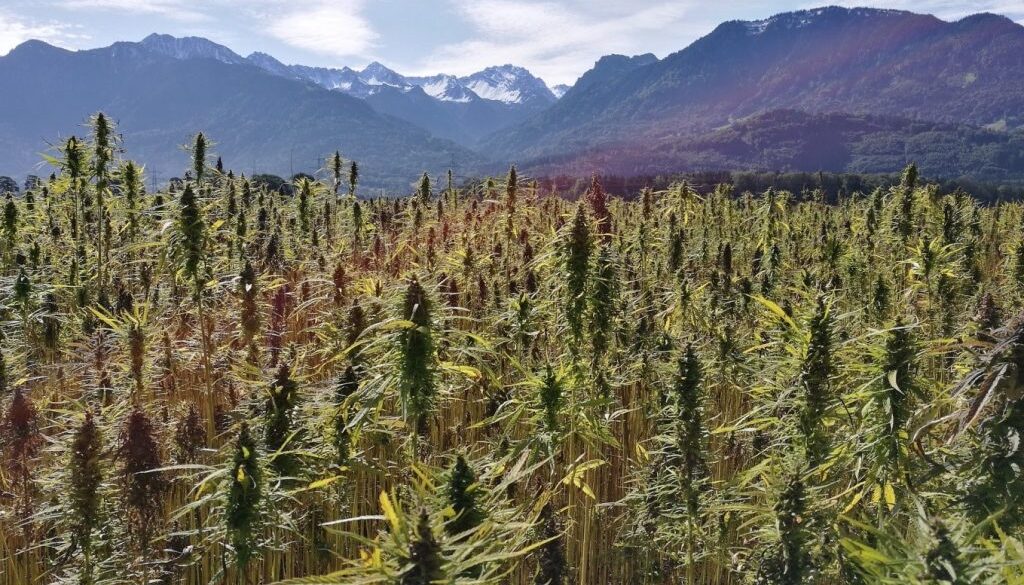 hemp liberation