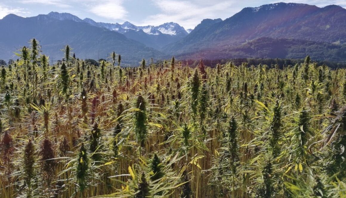 hemp liberation