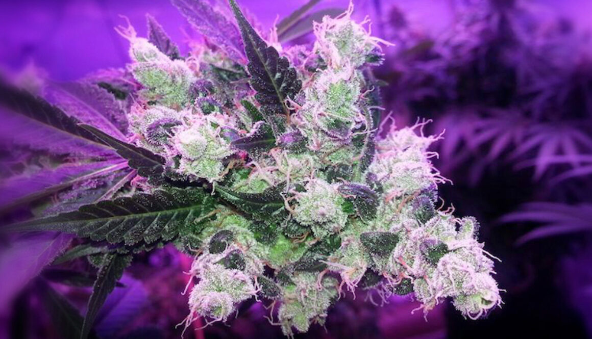 Cannabis-Terpenes