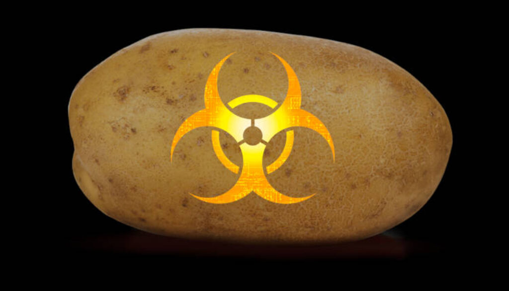 GM-Potato