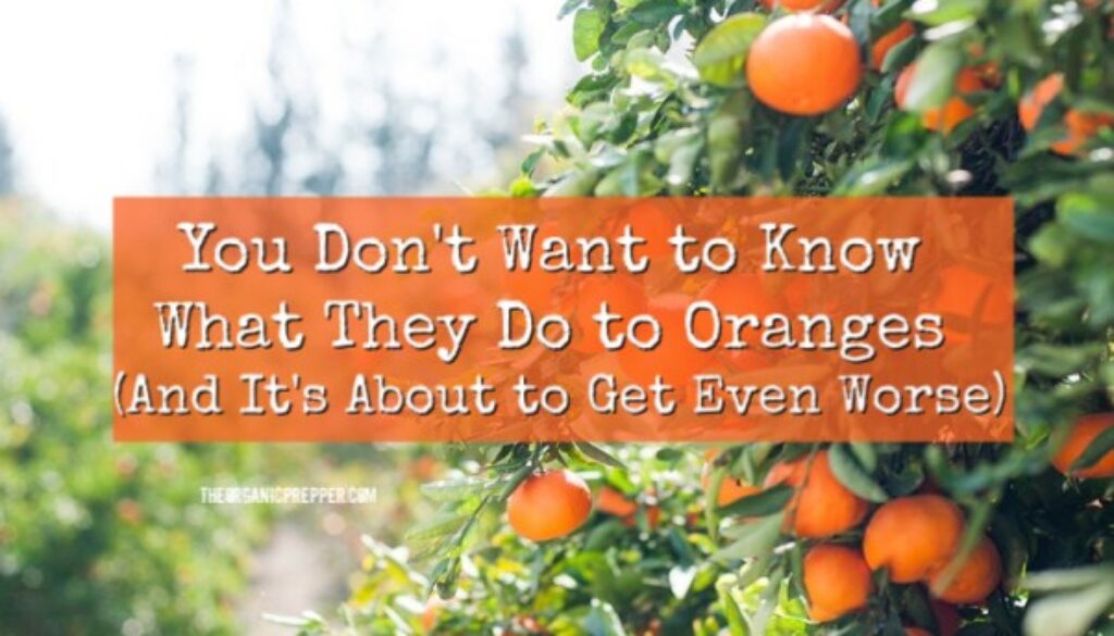 You-Dont-Want-to-Know-What-They-Do-to-Oranges-