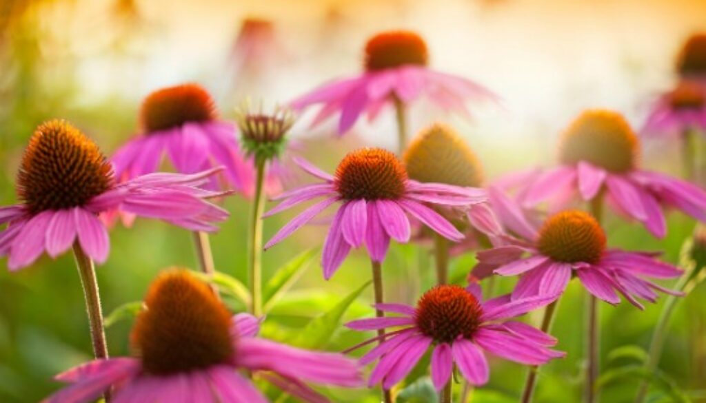 echinacea