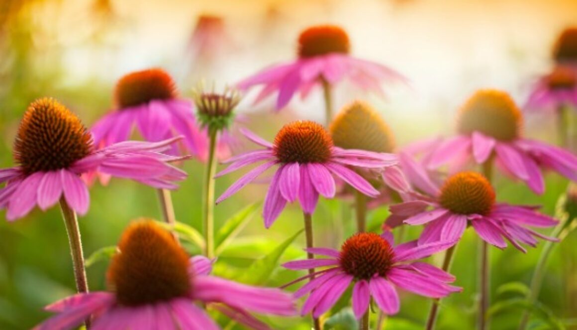echinacea